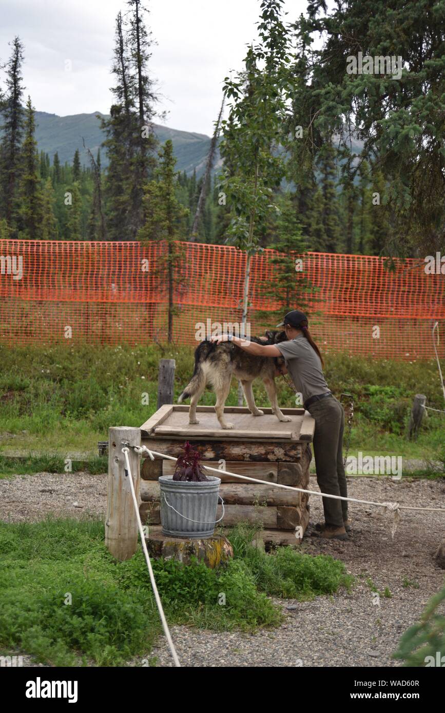 Denali National Park. Alaska. U.S.A. June 24, 2019. Denali sled dog