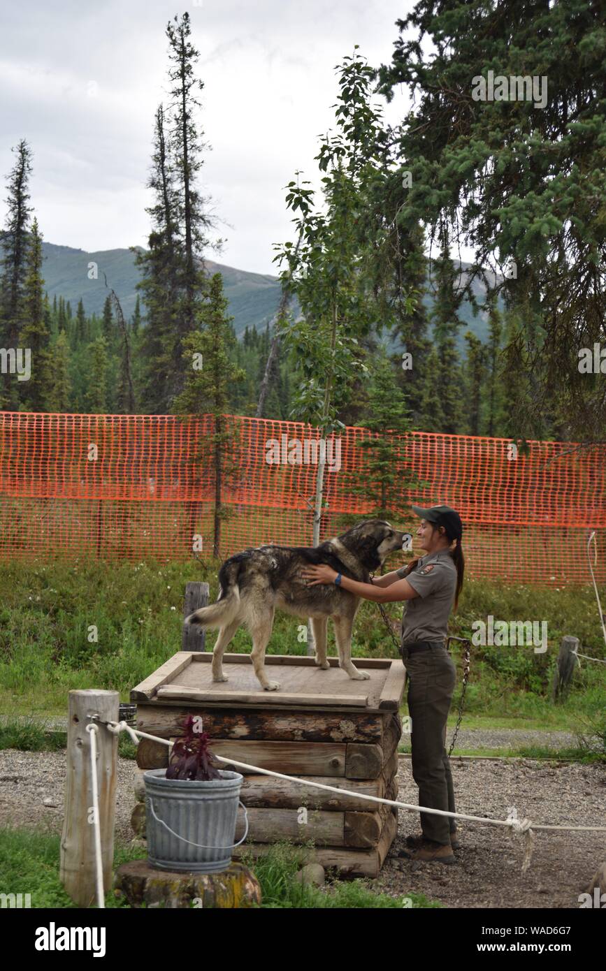 Sled dog kennel hi res stock photography and images Alamy