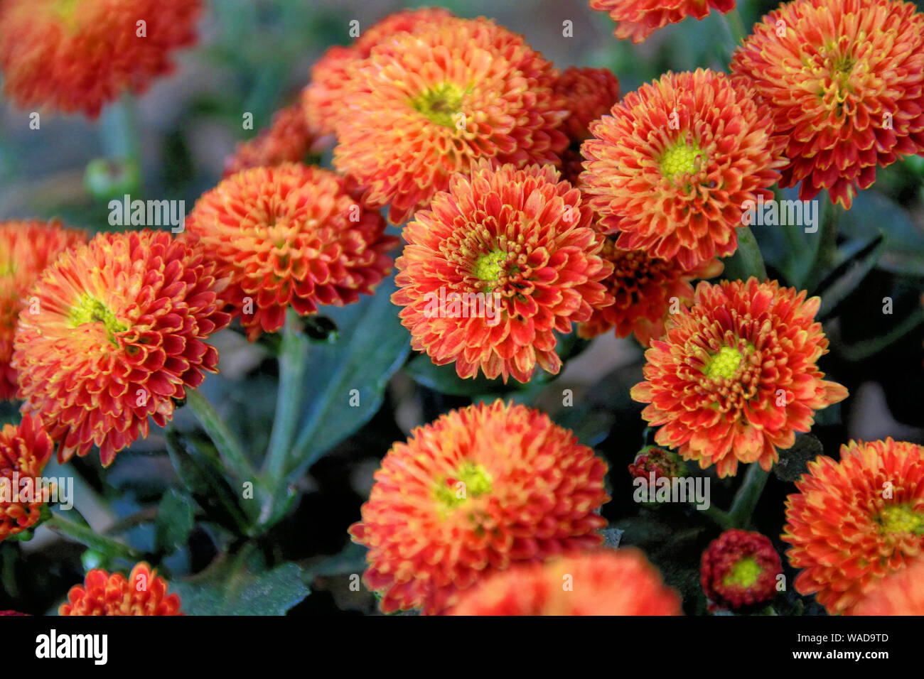 A close up of miniature orange and red Chrysanthemums against dark green foliage. Stock Photo