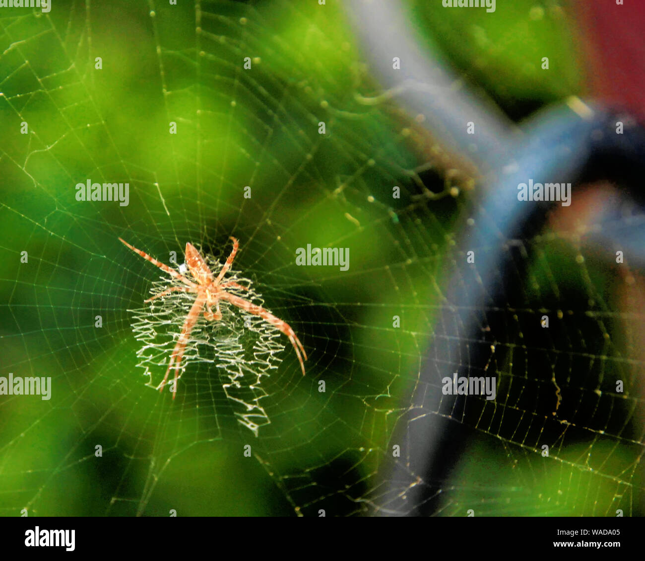 A friendly orb weaver garden spider sits on his web on a porch in Oklahoma. Stock Photo