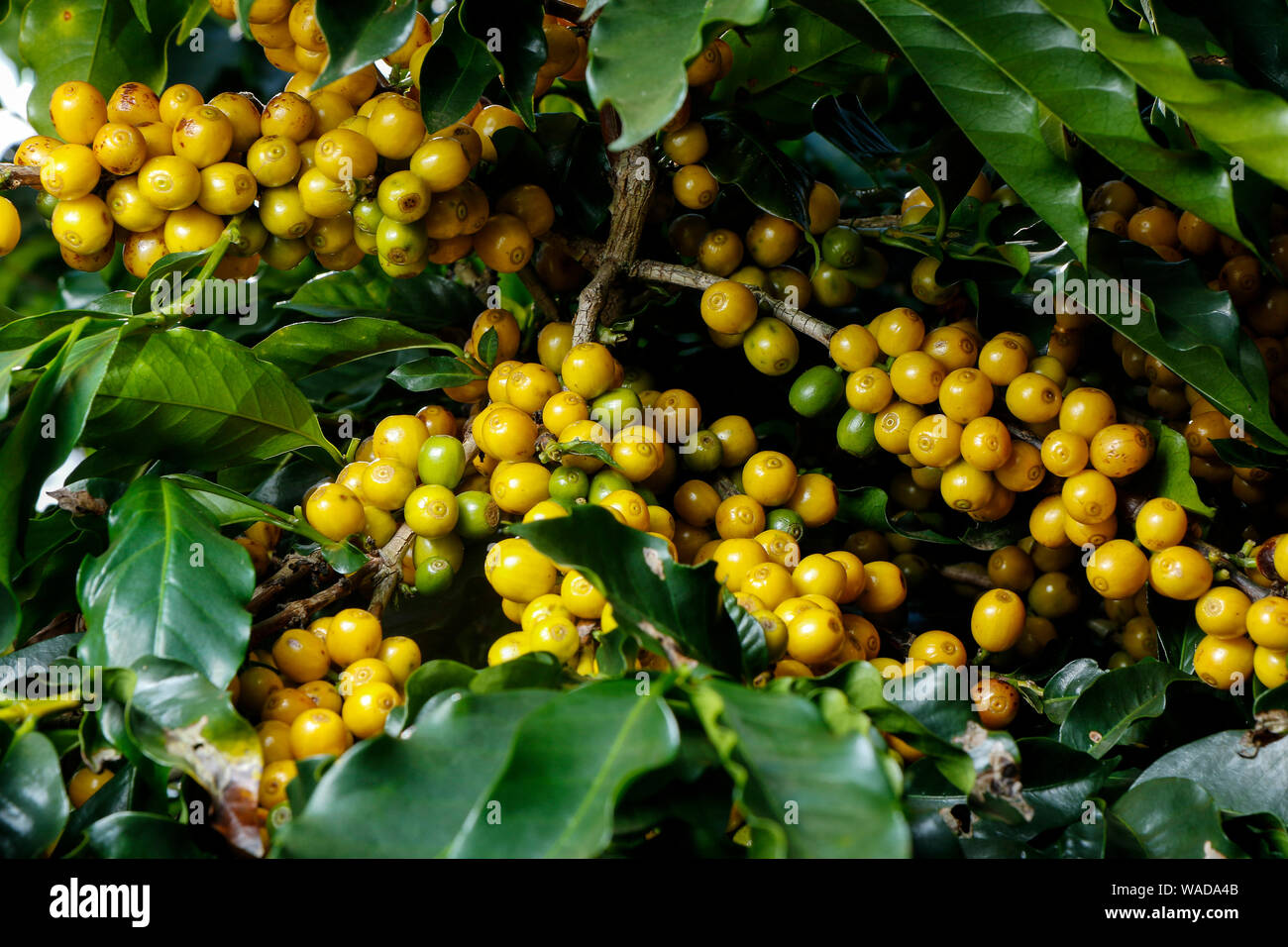 View farm with coffee plantation. Agribusiness. Coffee crop with yellow grains, green foliage and blue sky. Stock Photo