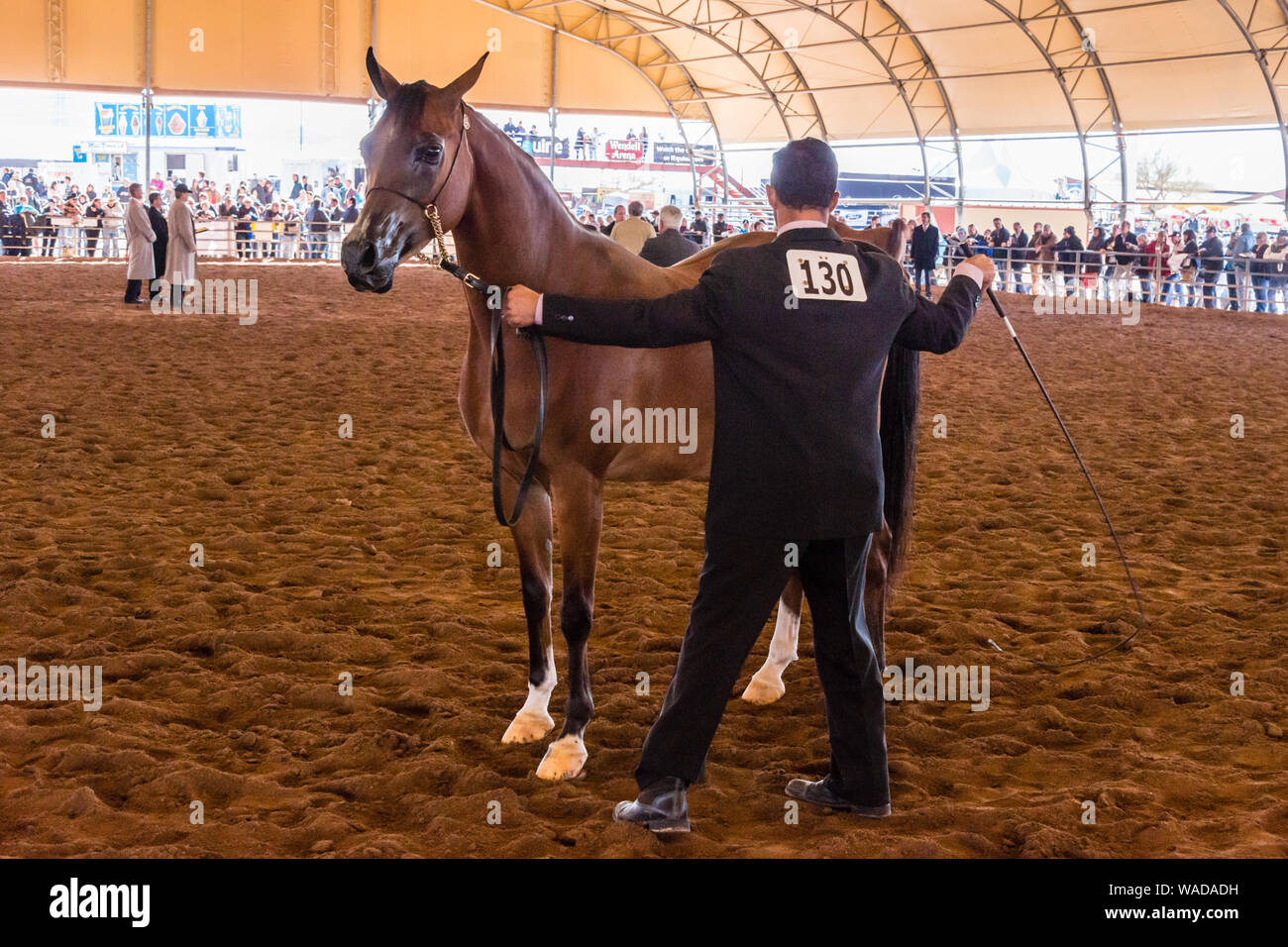 Scottsdale Arabian Horse Show Preparing for Judging Stock Photo