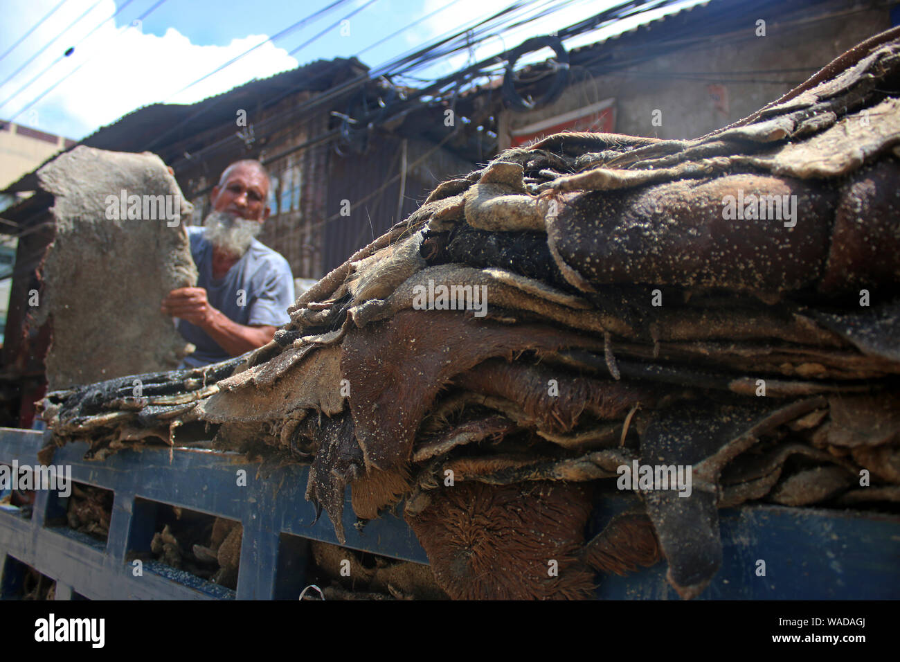 Dhaka, Bangladesh. 18th Aug, 2019. A Worker loads rawhide of the sacrificial animals on a truck at the Posta area in Dhaka.In the post-Eid few days, it has been a common scenario that traders at Posta area, which is known as wholesale market for rawhide, are busy processing rawhide by rubbing salt. Not only the rawhide traders but tanners are also busy buying rawhide from the wholesalers during Eid-ul-Azha. Credit: SOPA Images Limited/Alamy Live News Stock Photo