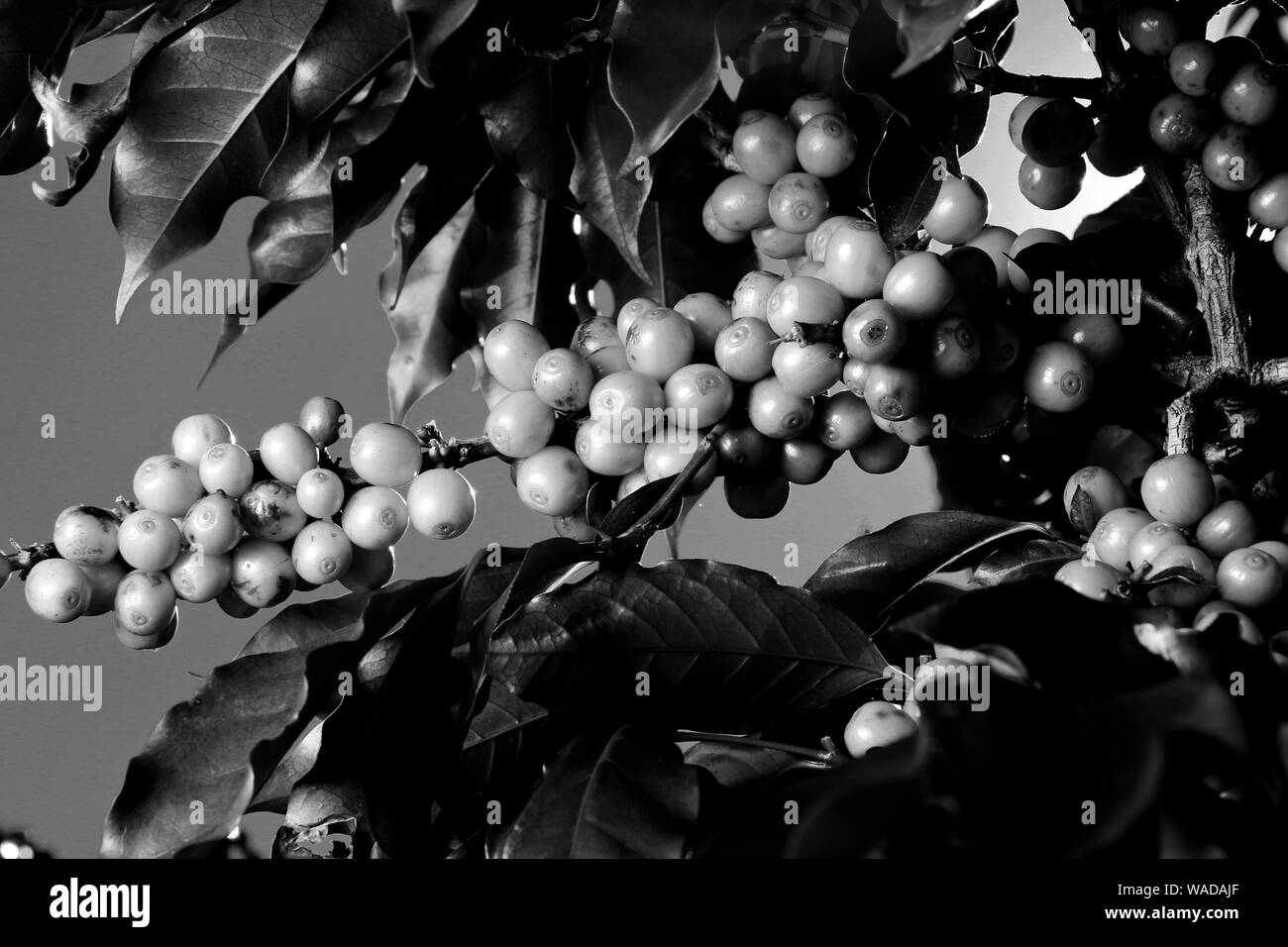 View farm with coffee plantation. Agribusiness. Coffee crop with yellow