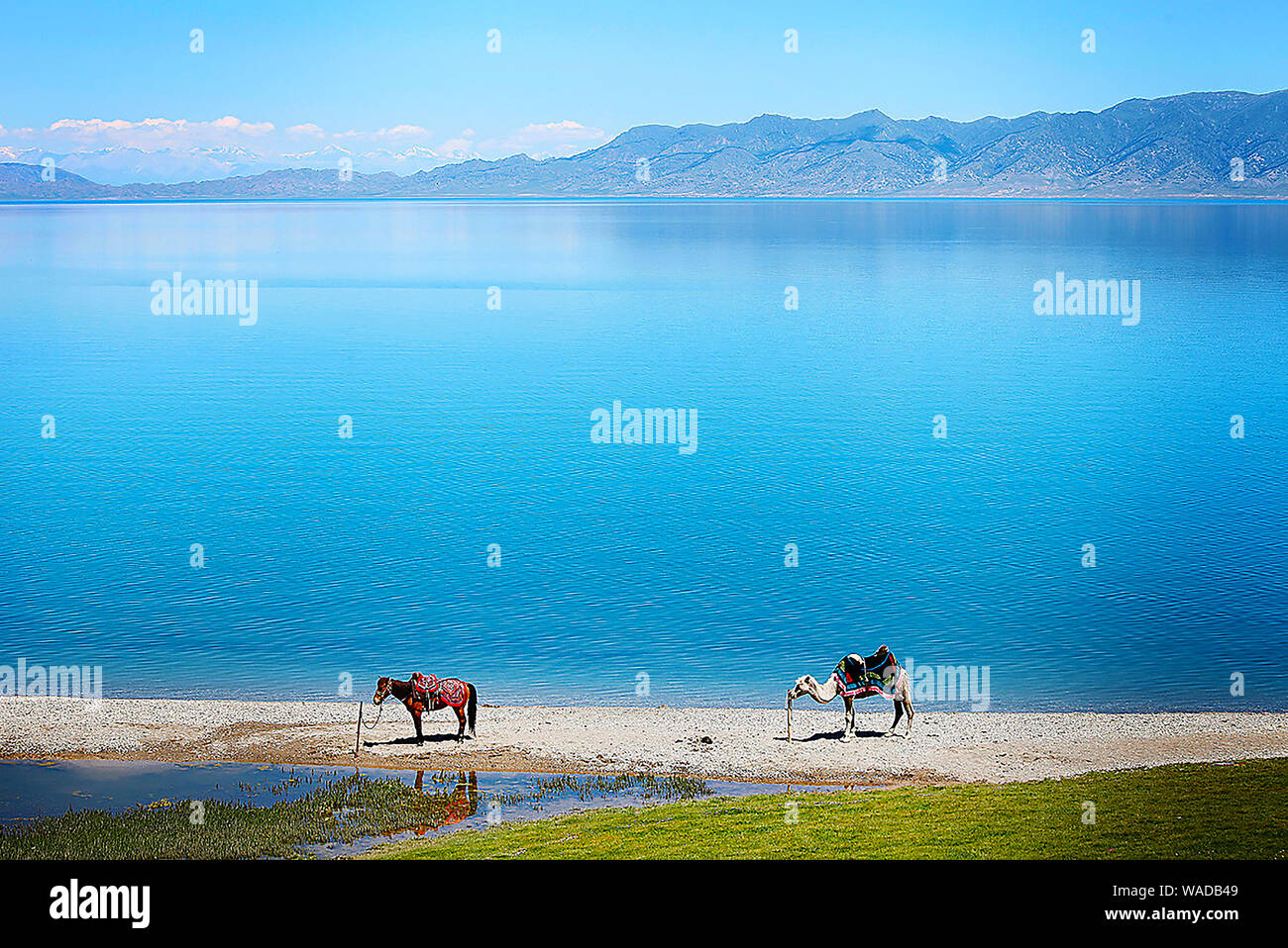 Lying in Bole city, Bortala Mongol Autonomous Prefecture, northwest China’s Xinjiang Uygur Autonomous Region, Sayram Lake wins a fame of “The last tea Stock Photo
