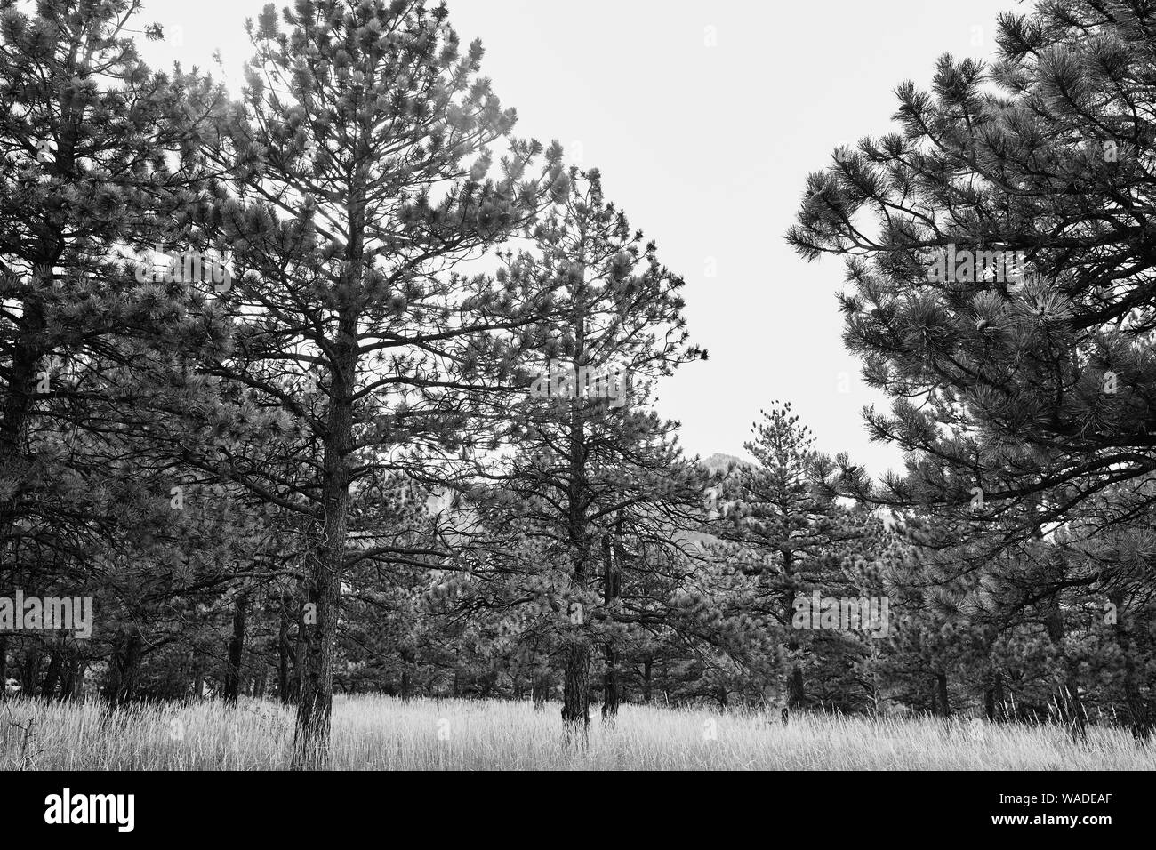 Forest filled with pine trees in black and  white at NCAR Trail head, National Center For Atmospheric Research, in Boulder, Colorado Stock Photo