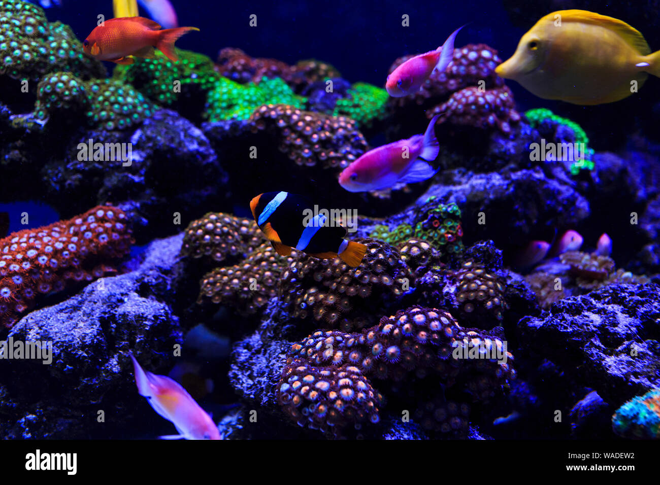 Beautiful Group Of Sea Fishes Captured On Camera Under The Water Under Dark Blue Natural Backdrop Of The Ocean Or Aquarium Underwater Colorful Fishes Stock Photo Alamy
