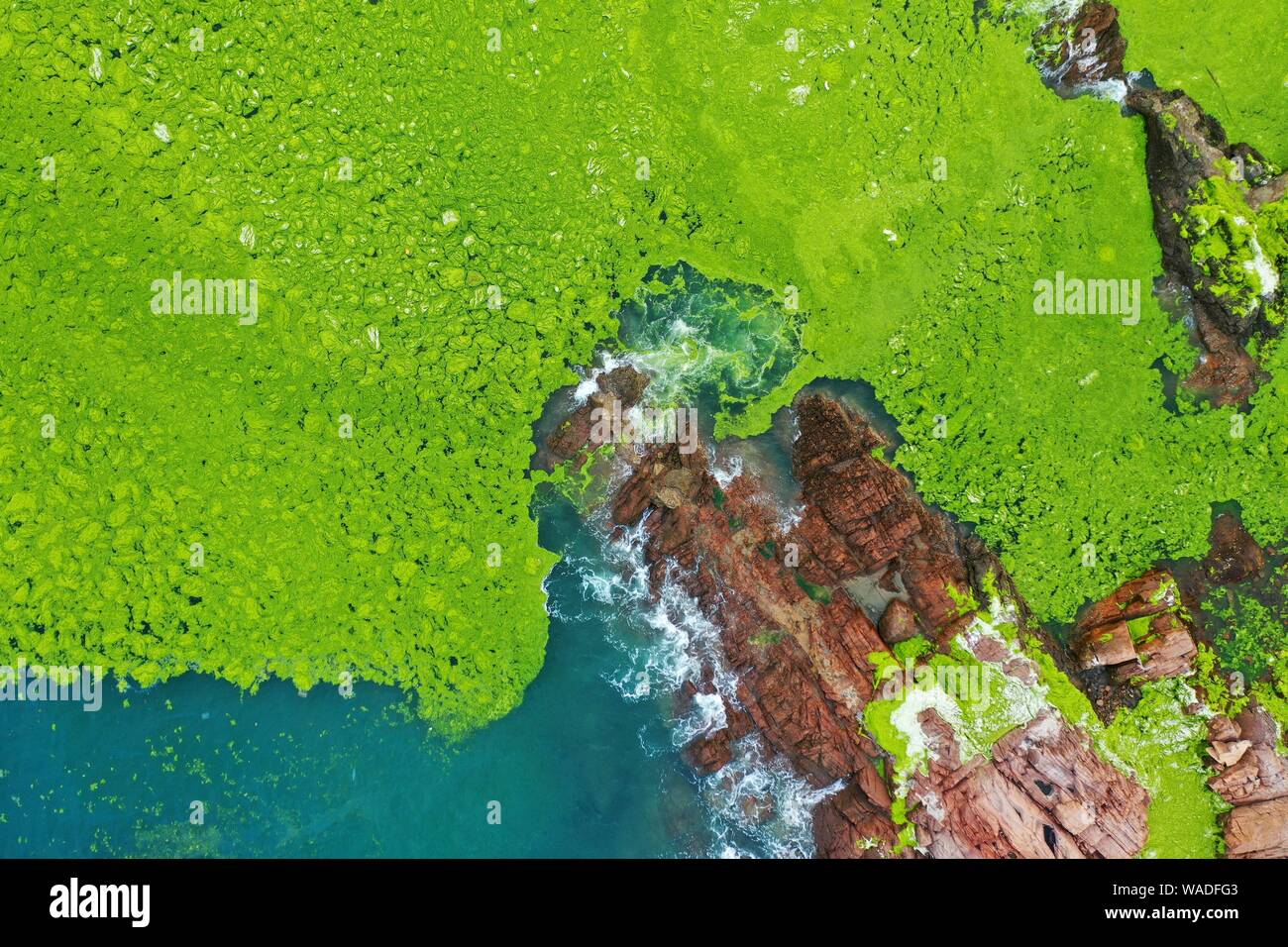 chinese beach covered in green algae