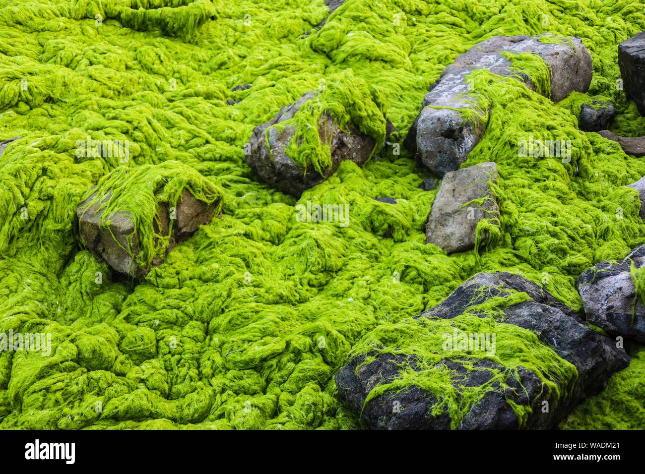 qingdao algae