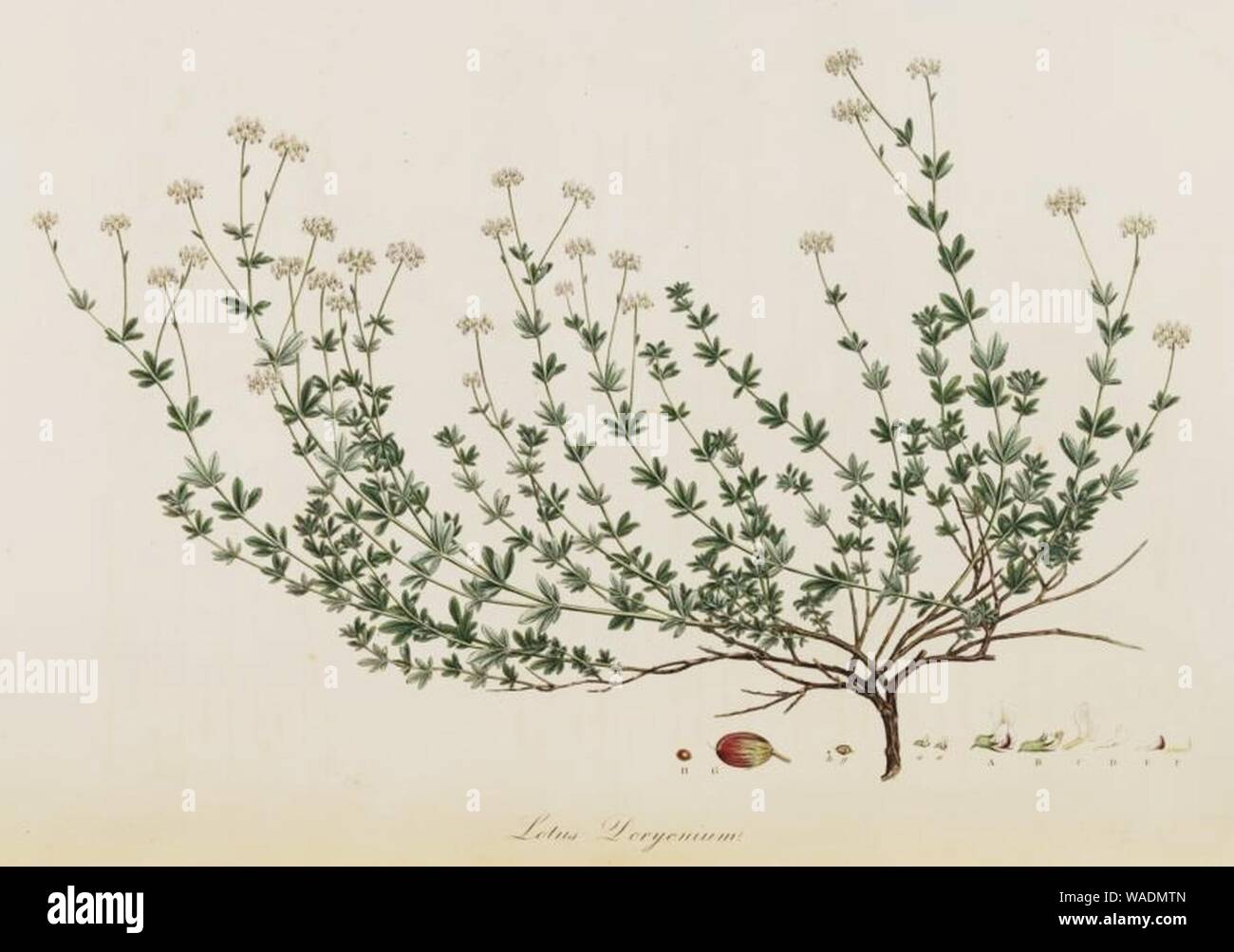 Dorycnium pentaphyllum - Flora Graeca - vol. 8 - t. 760. Stock Photo