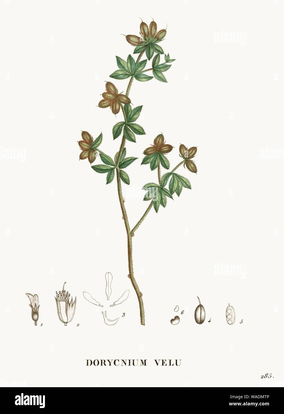Dorycnium hirsutum - La flore et la pomone francaises - T.3 - Plate 285. Stock Photo