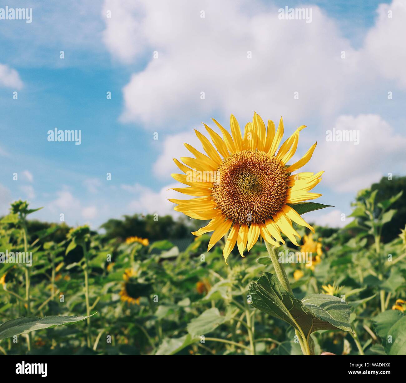 Sunflower in the countryside Stock Photo - Alamy