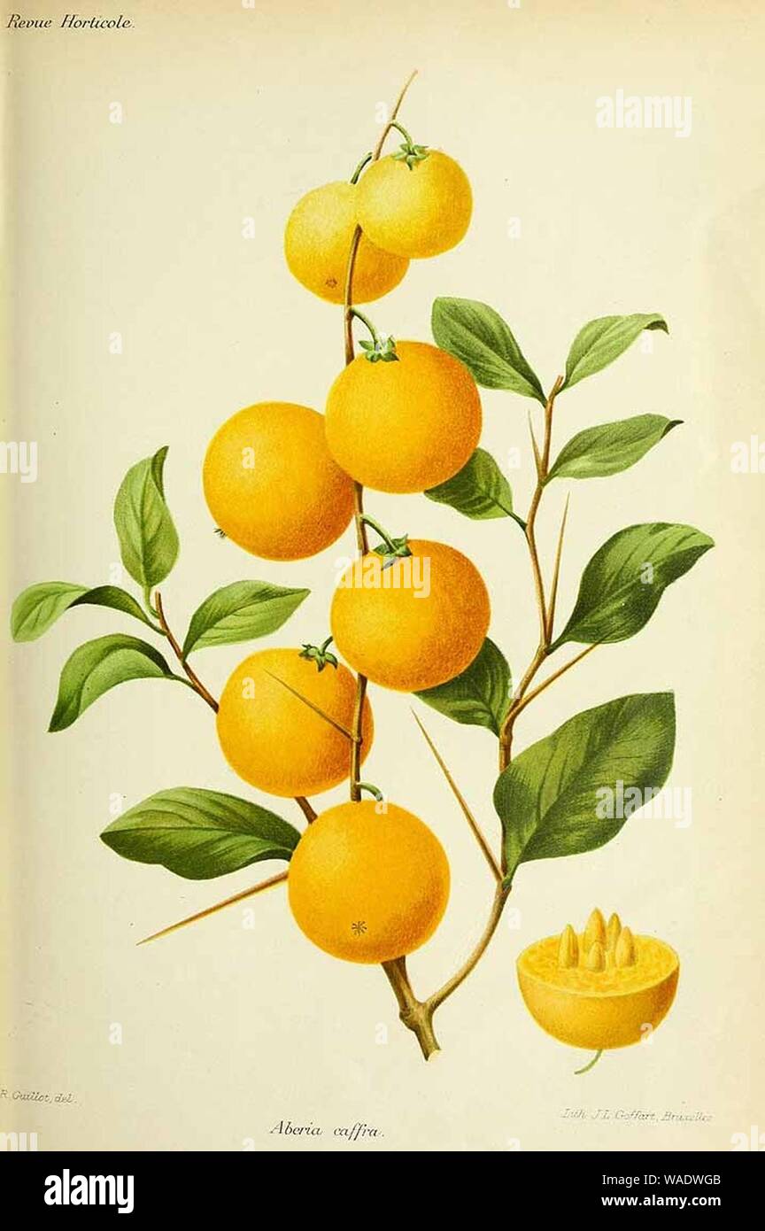 Dovyalis caffra botanical illustration. Stock Photo