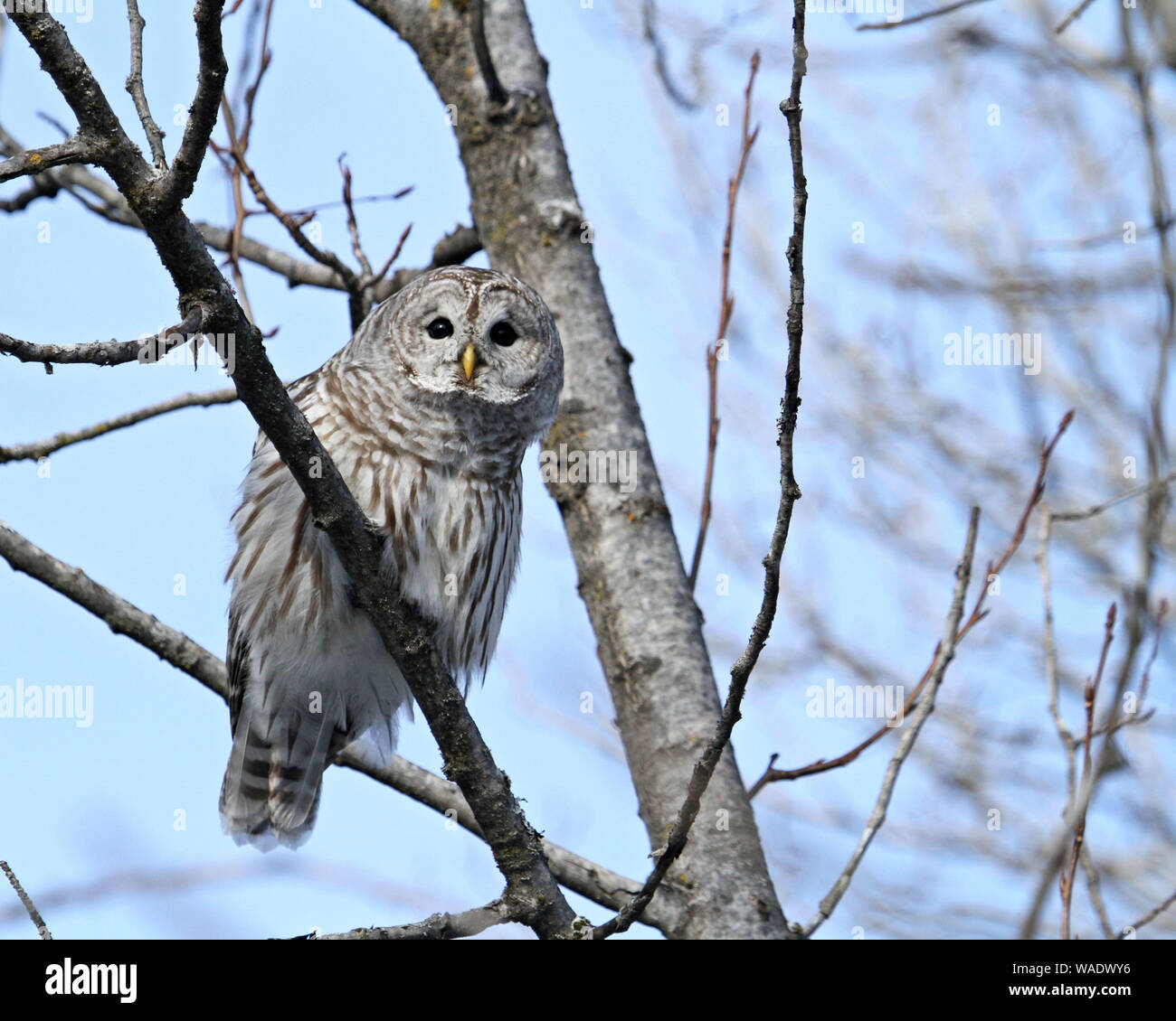Barred owl Stock Photo