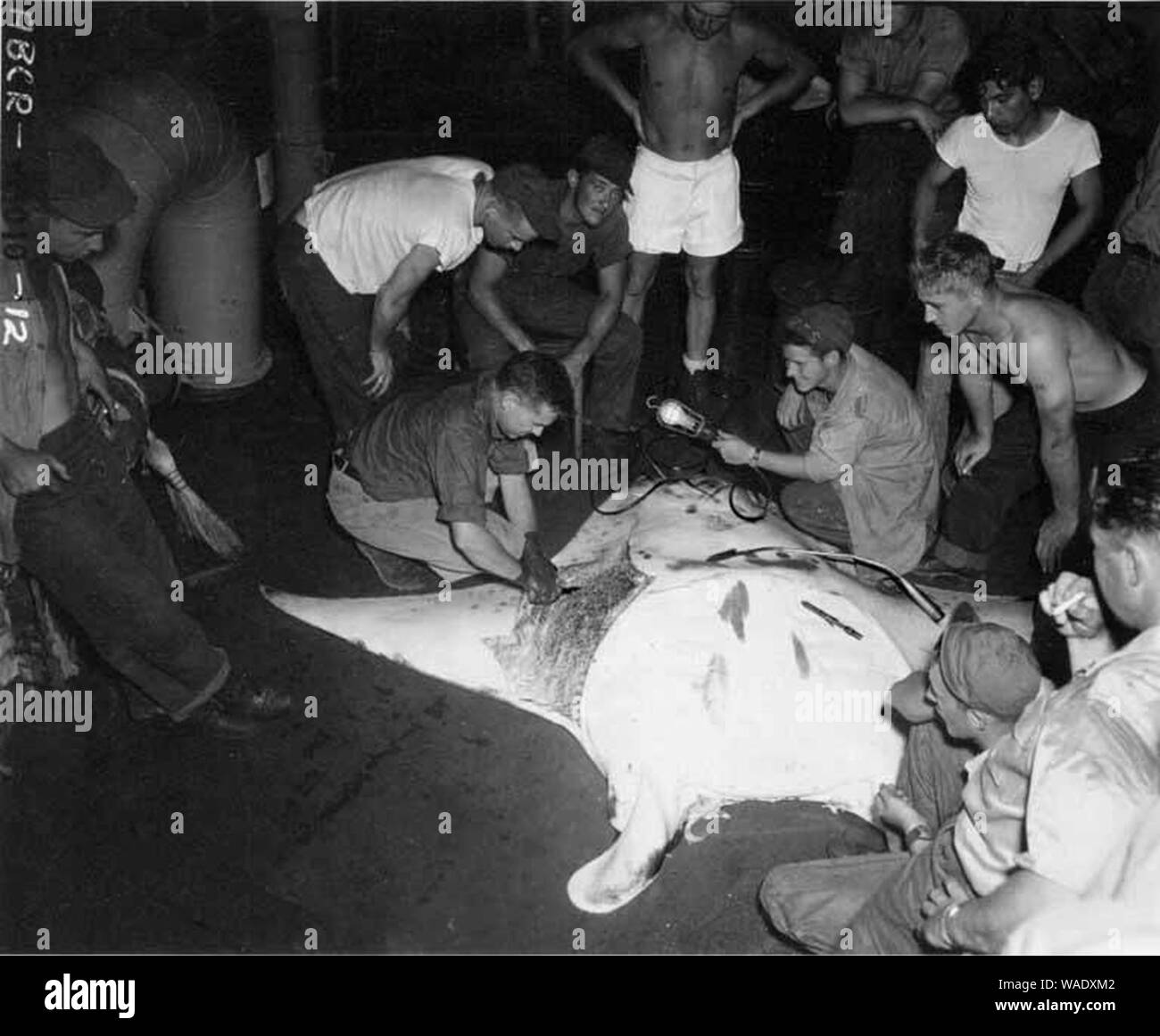 Dr L P Schultz skinning a ten foot manta ray aboard the USS CHILTON ...