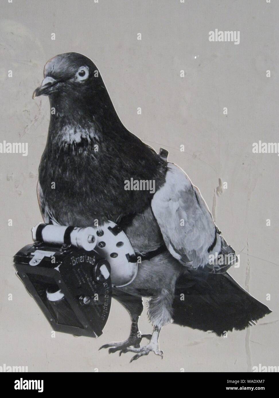 Dr Julius Neubronner patented a miniature pigeon camera activated by a timing mechanism, 1903. Stock Photo