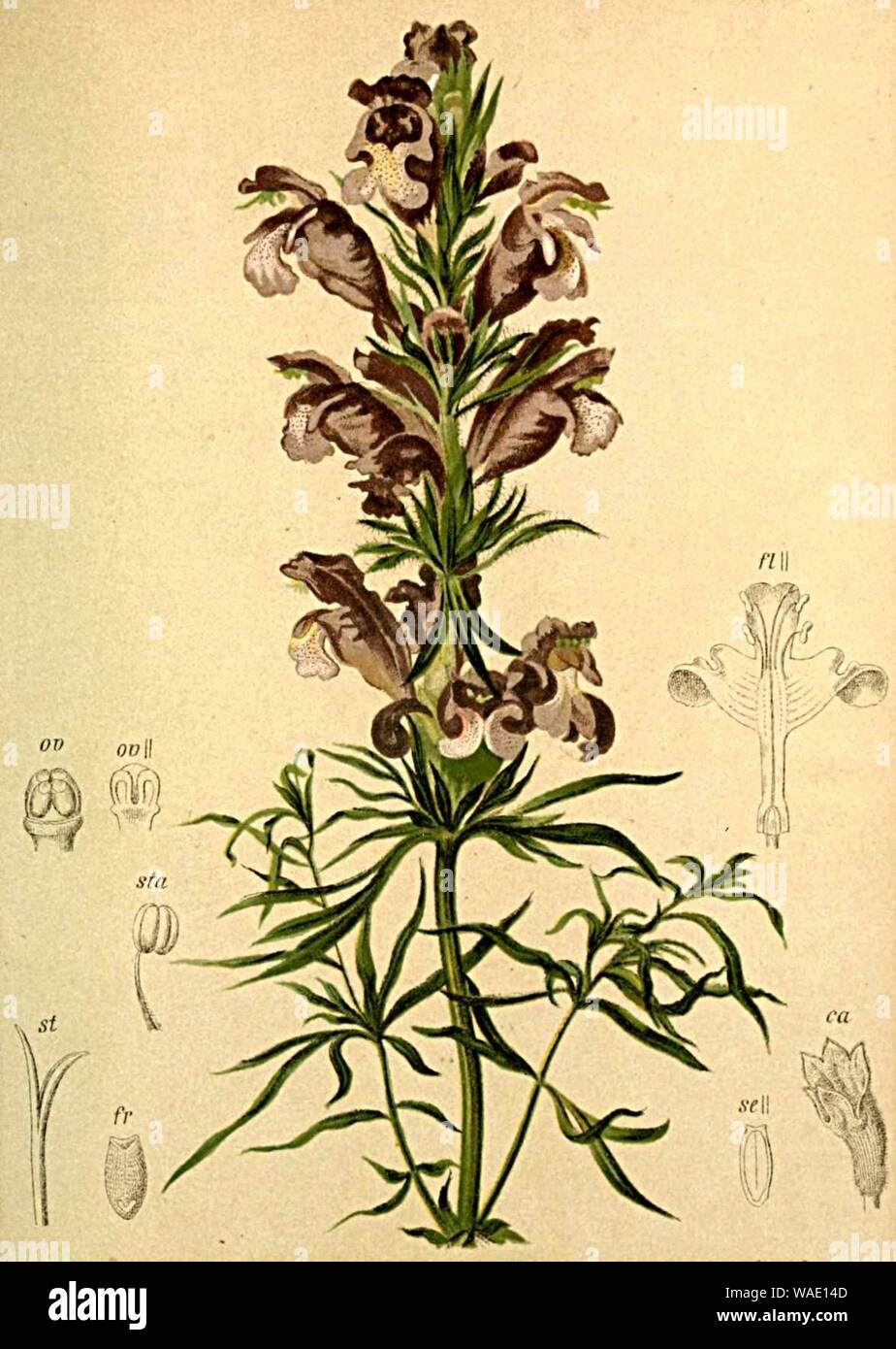 Dracocephalum ruyschianum Atlas Alpenflora. Stock Photo