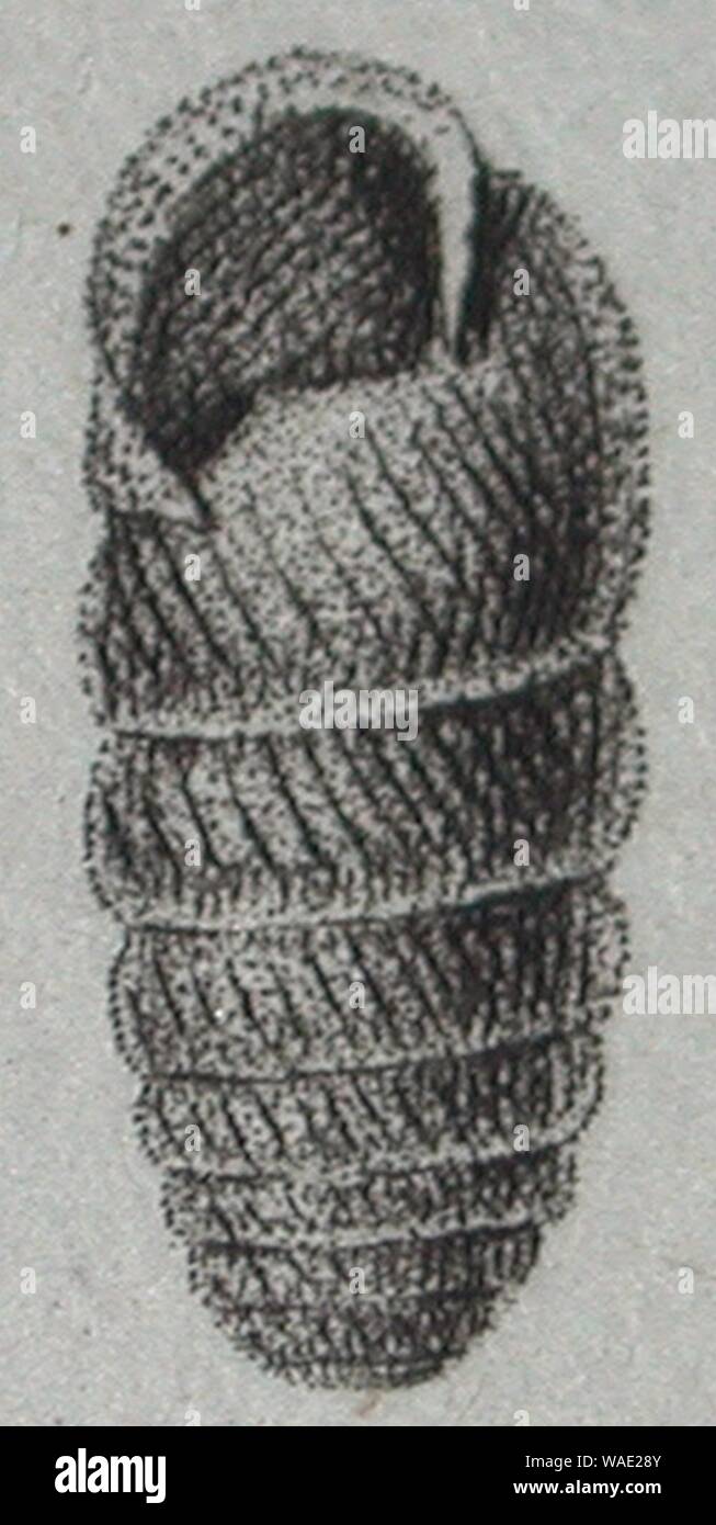 Draparnaud 1805 Pl.3 F.44 - Cylindrus obtusus. Stock Photo