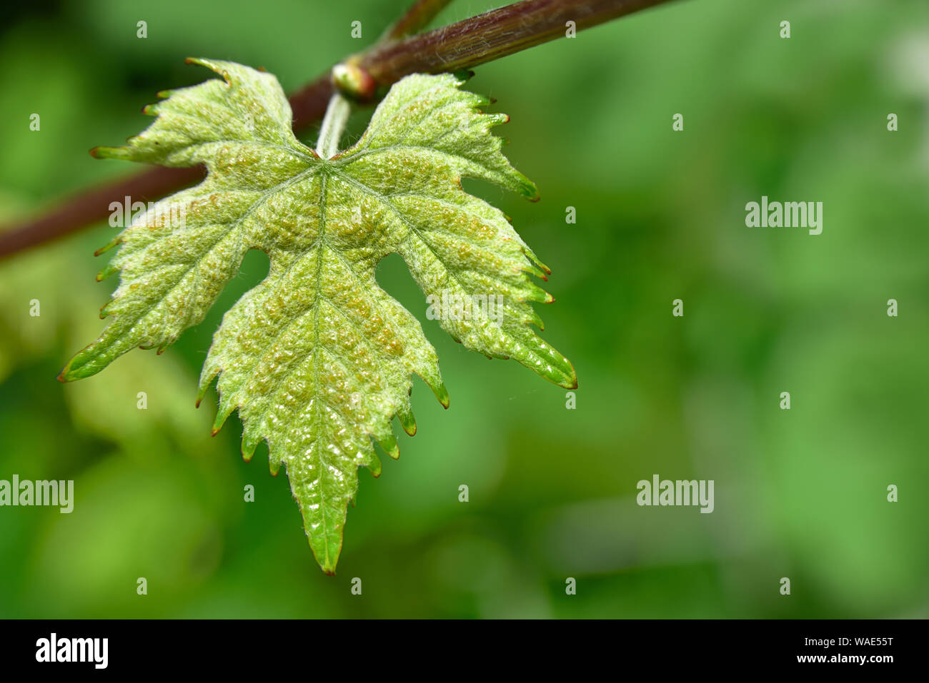 Vine leaf hi-res stock photography and images - Alamy