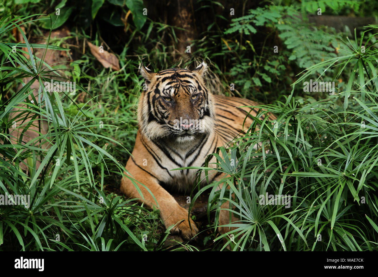 relaxing Stock Photo