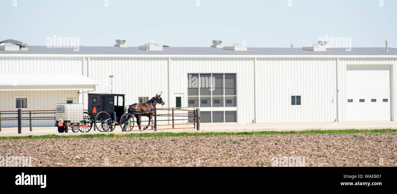 Bare field in Author Illinois Black Carraige towing trailer pulled by brown stud horse Stock Photo