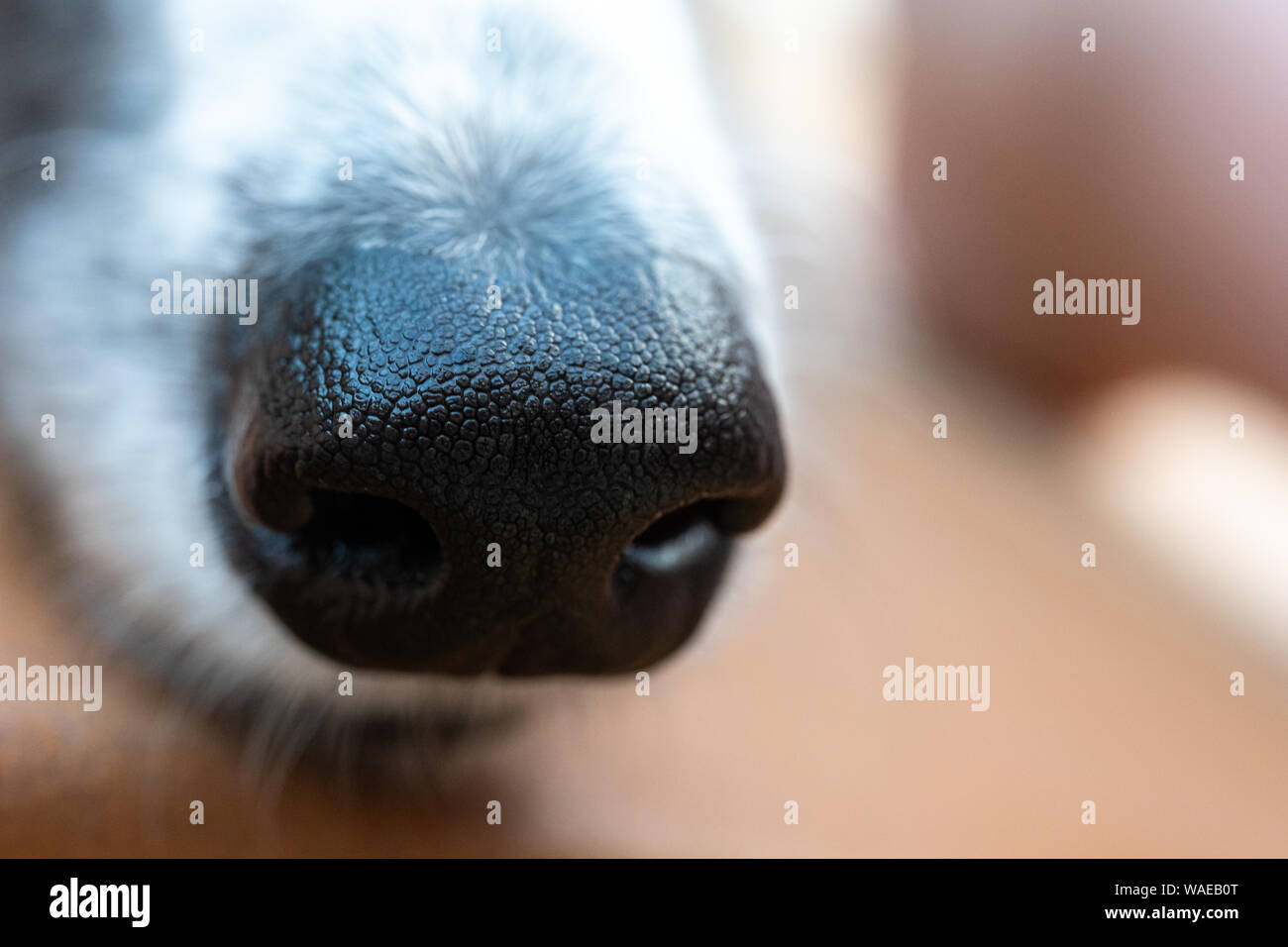 Why Do Dog Noses Have Slits