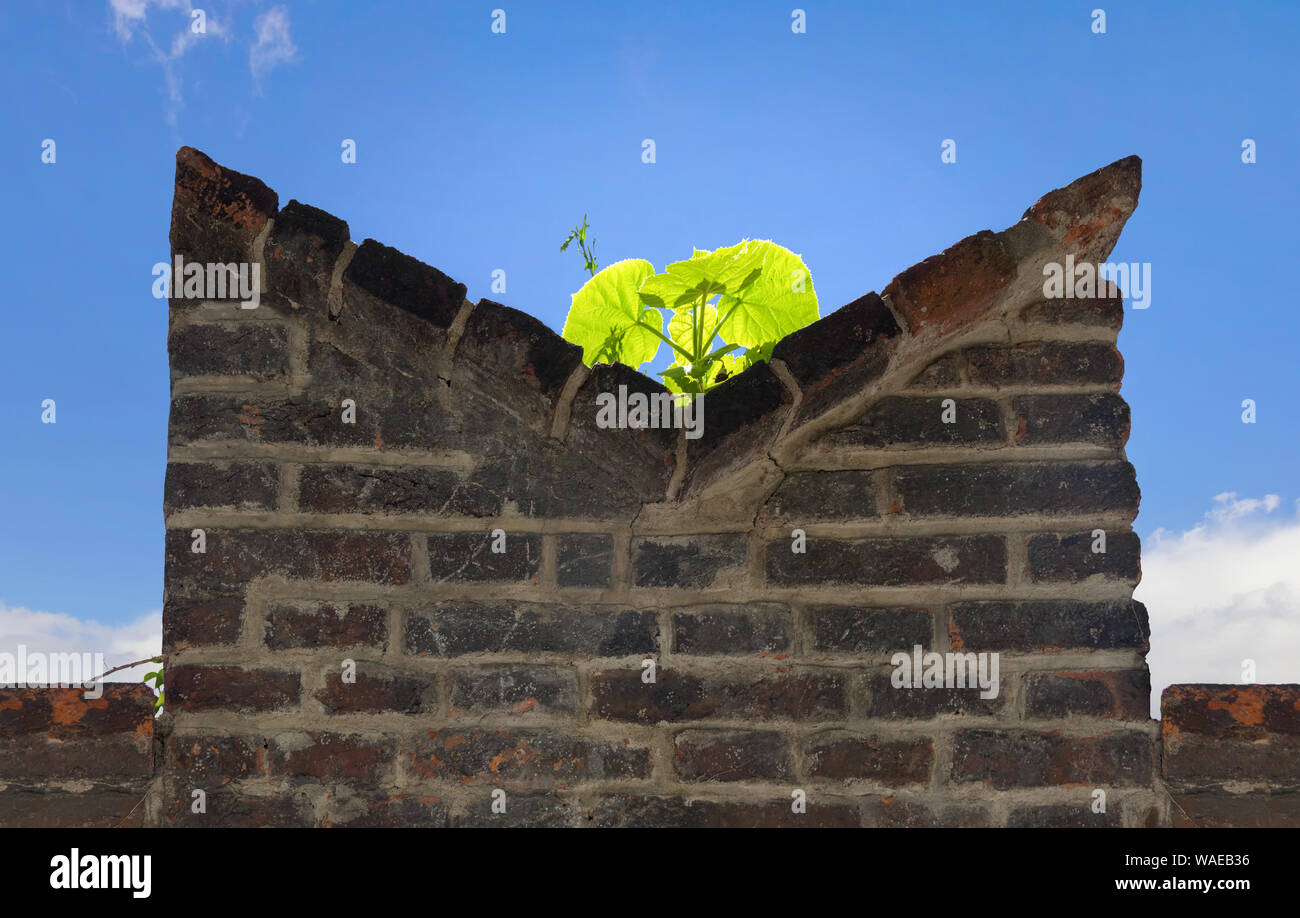 Green plant grows on an brick wall. Stock Photo