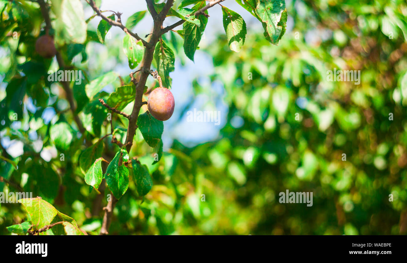 plum in tree. focus on fruit Stock Photo - Alamy