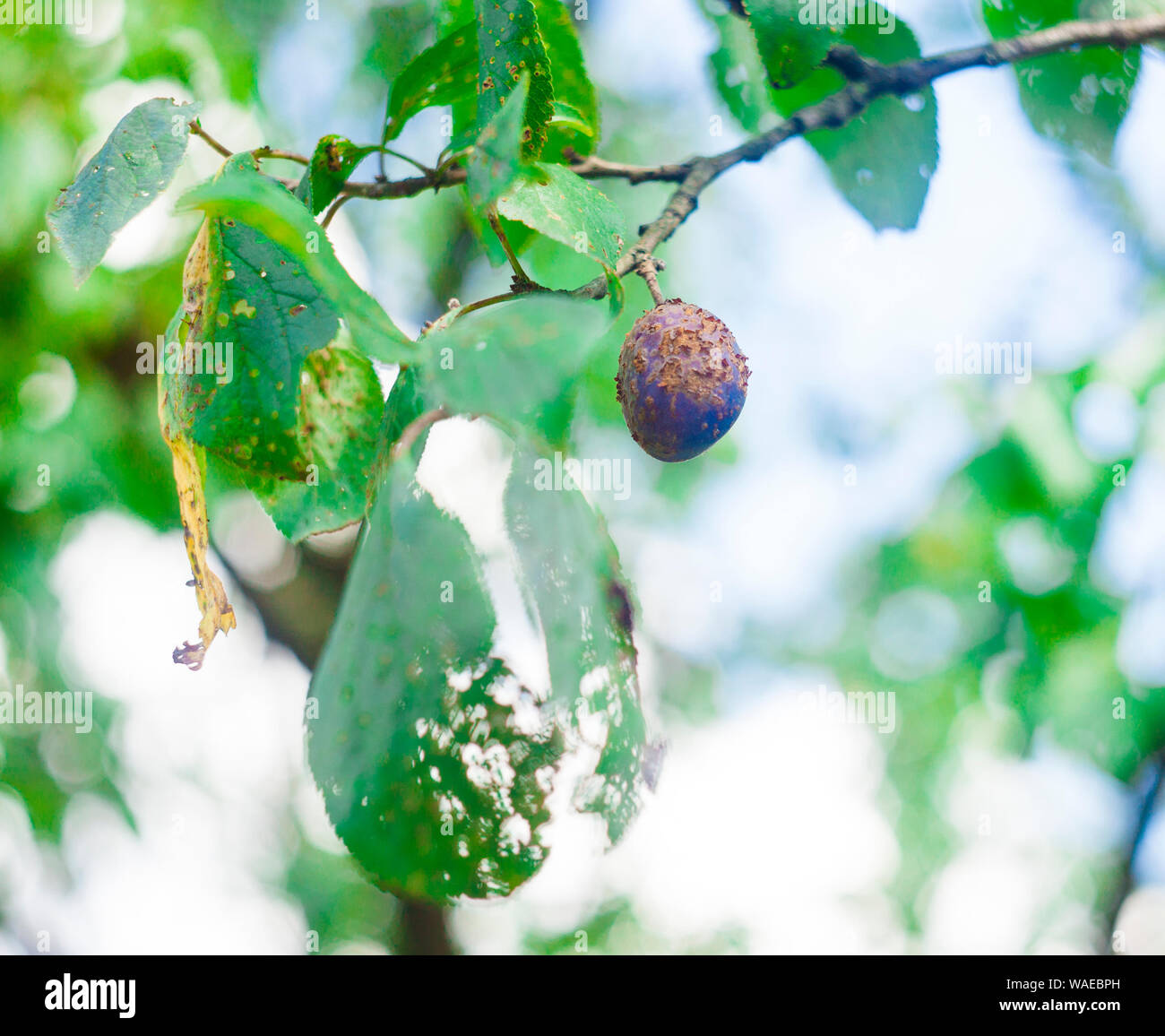 plum in tree. focus on fruit Stock Photo - Alamy