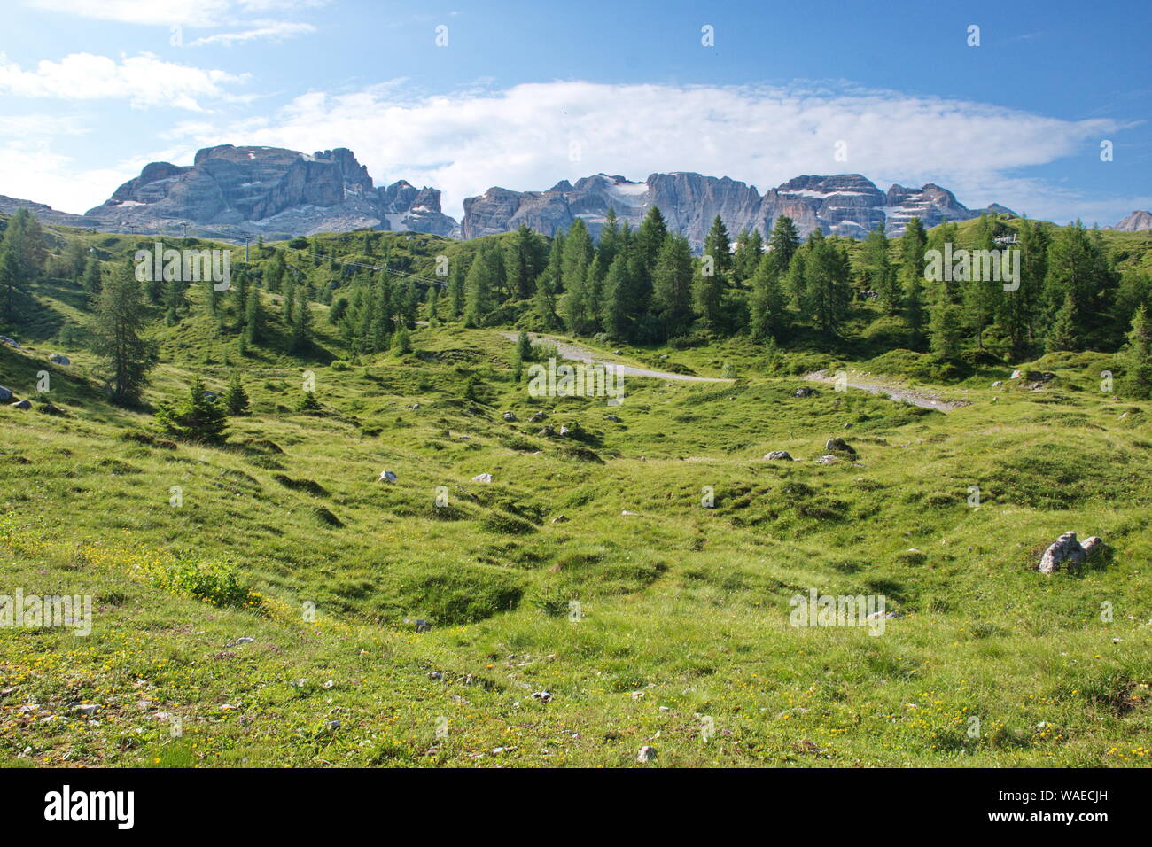 Meadows and forest in Brenta Dolomites with rocky and snowy mountains in the background Stock Photo