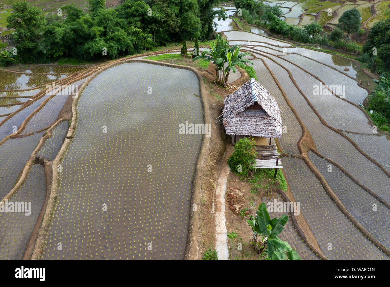 Aerial drone view of terraced rice fields in Thailand Stock Photo - Alamy