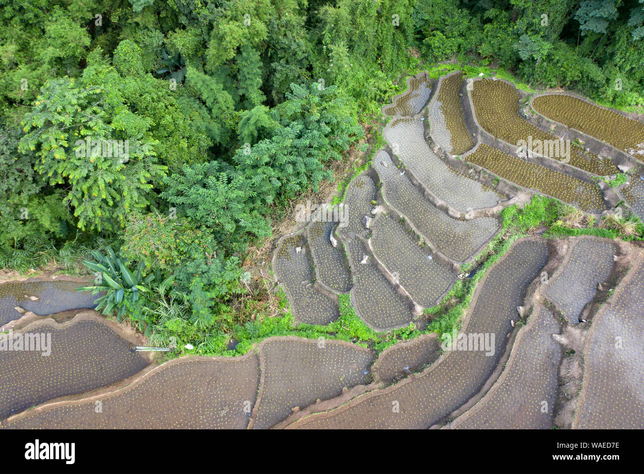 Aerial drone view of terraced rice fields in Thailand Stock Photo - Alamy