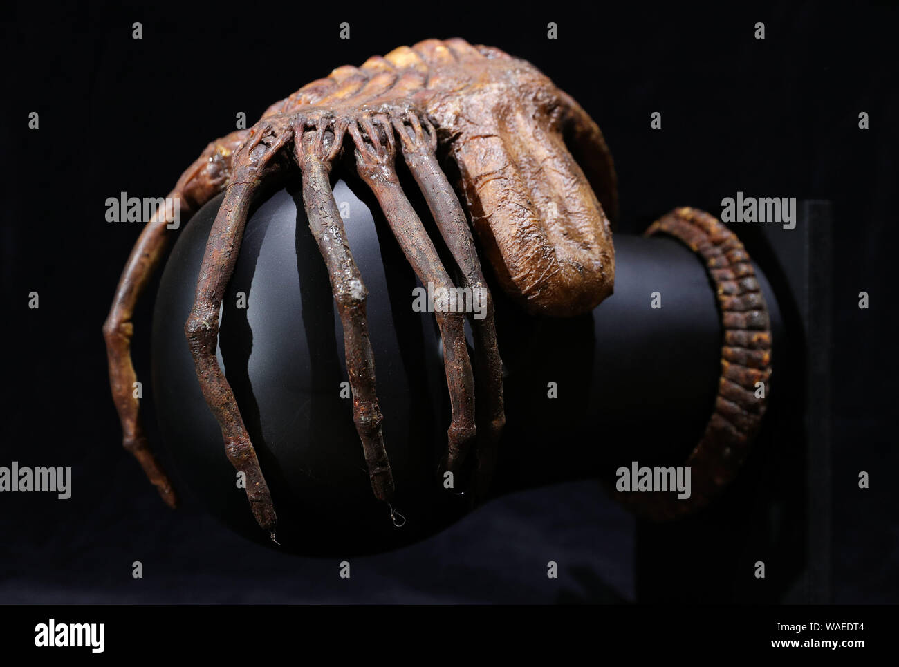 A special effects 'facehugger' from the 1979 film Alien (estimate ??50-70,000), during a preview of the forthcoming film and television memorabilia auction at the Prop Store head office near Rickmansworth. Stock Photo