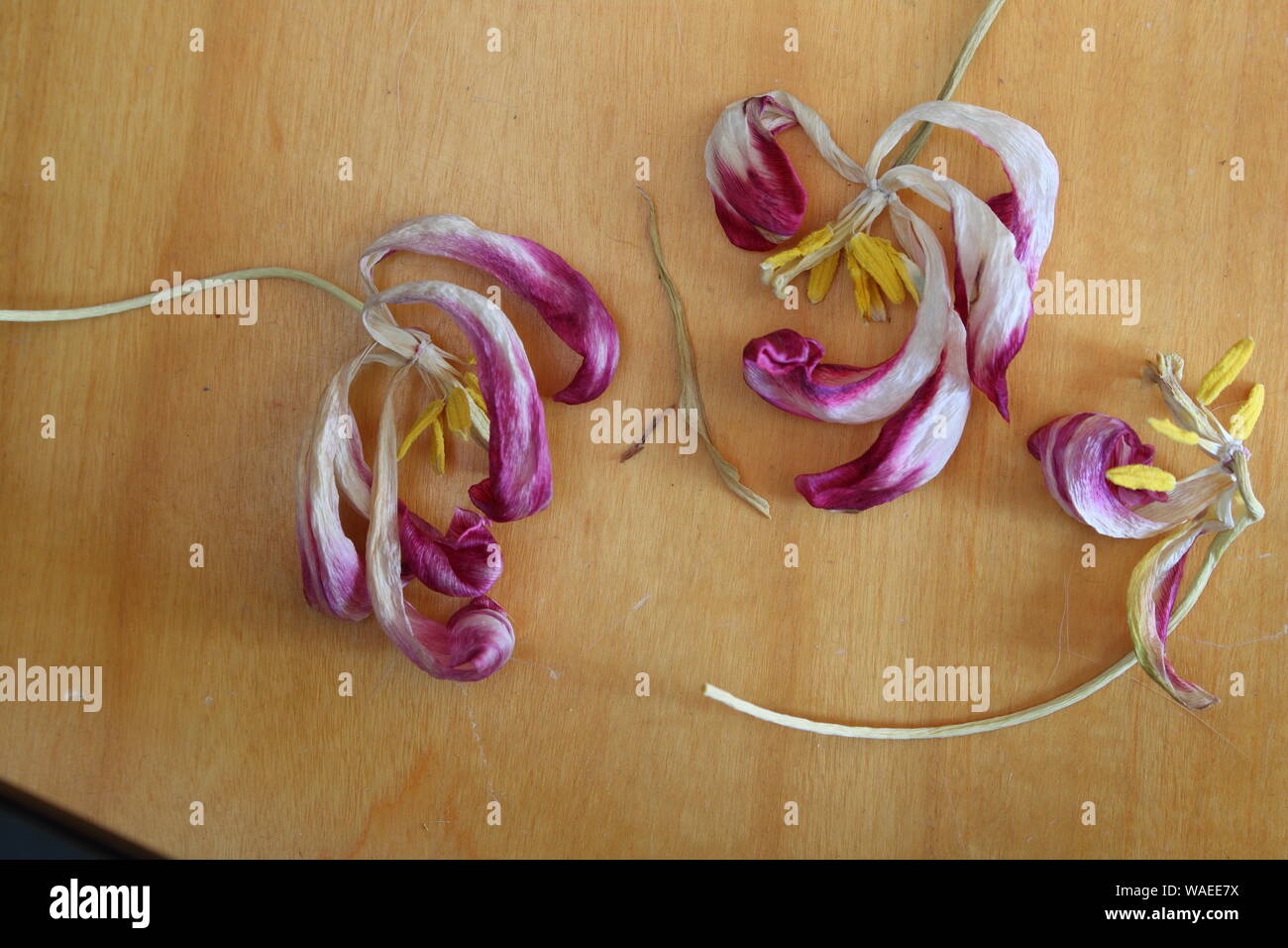 Dried tulip petals hires stock photography and images Alamy