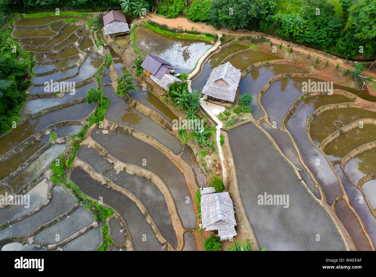 Aerial drone view of terraced rice fields in Thailand Stock Photo - Alamy
