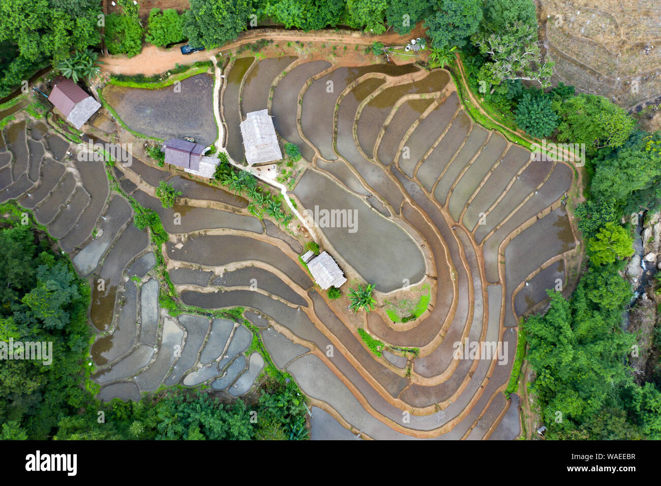 Aerial drone view of terraced rice fields in Thailand Stock Photo - Alamy