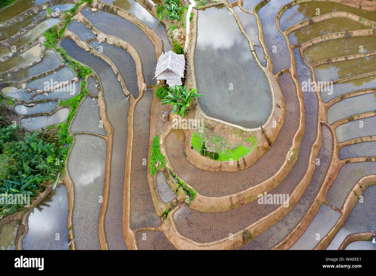 Aerial drone view of terraced rice fields in Thailand Stock Photo - Alamy