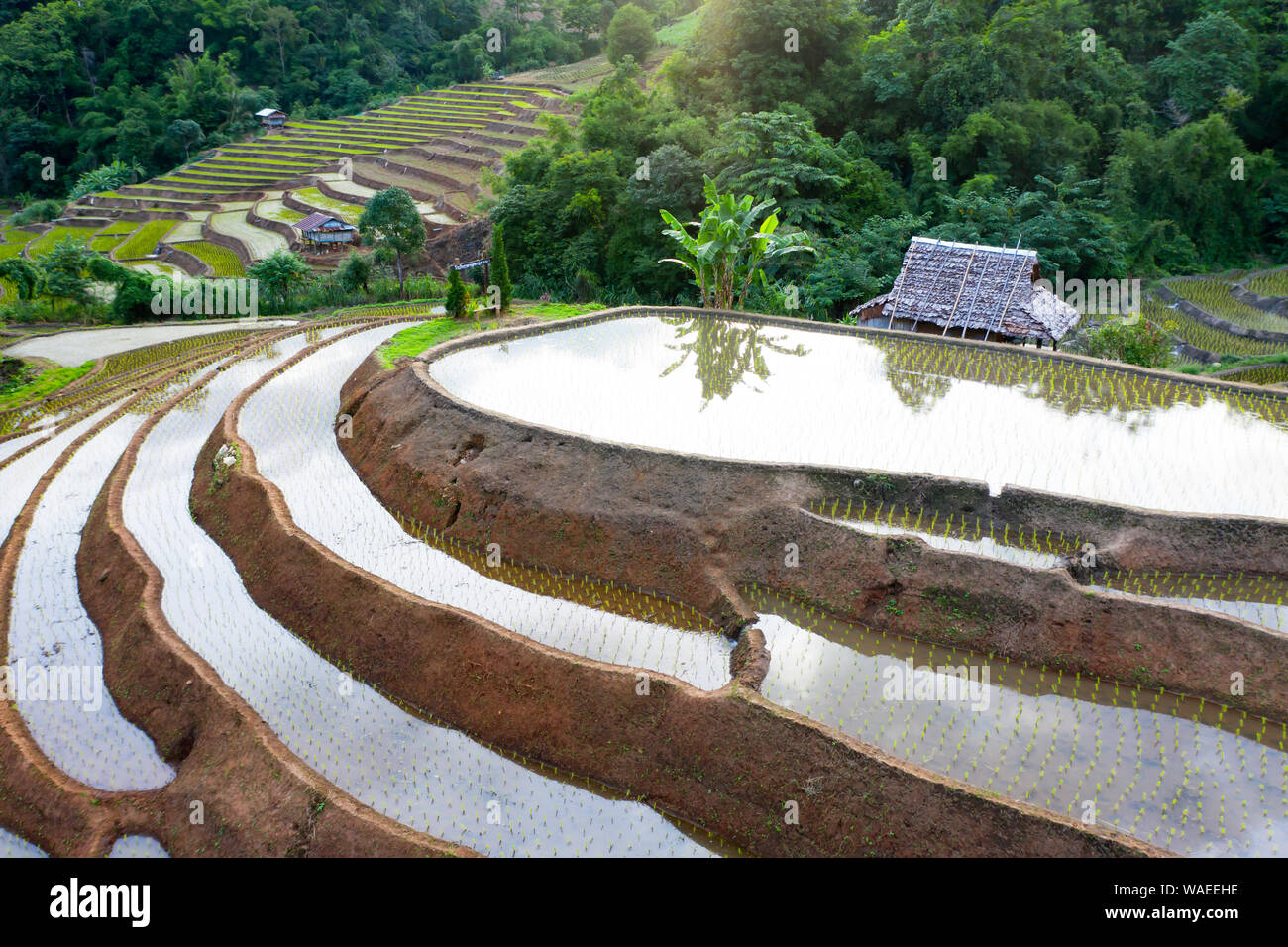 Aerial drone view of terraced rice fields in Thailand Stock Photo - Alamy