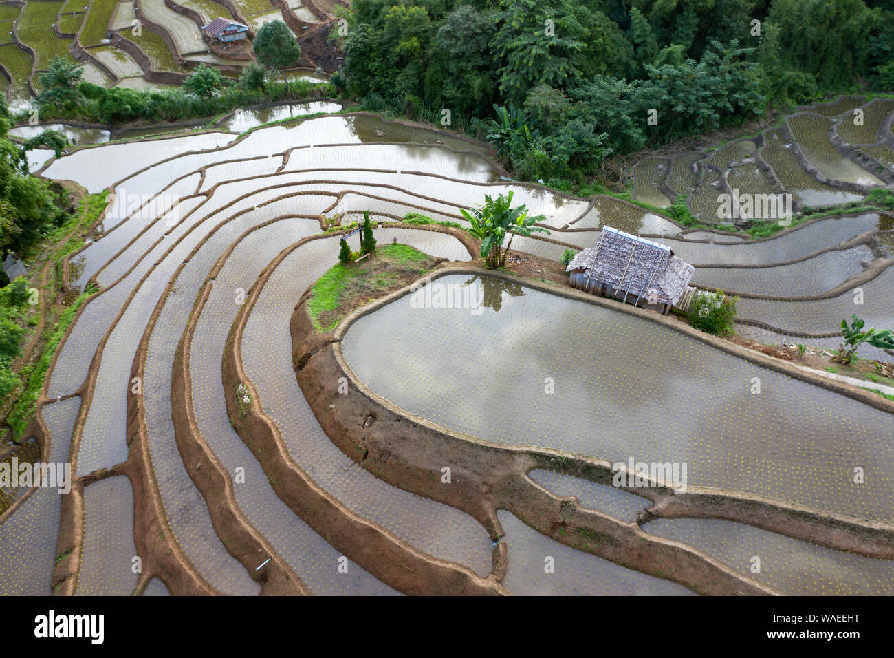 Aerial drone view of terraced rice fields in Thailand Stock Photo - Alamy