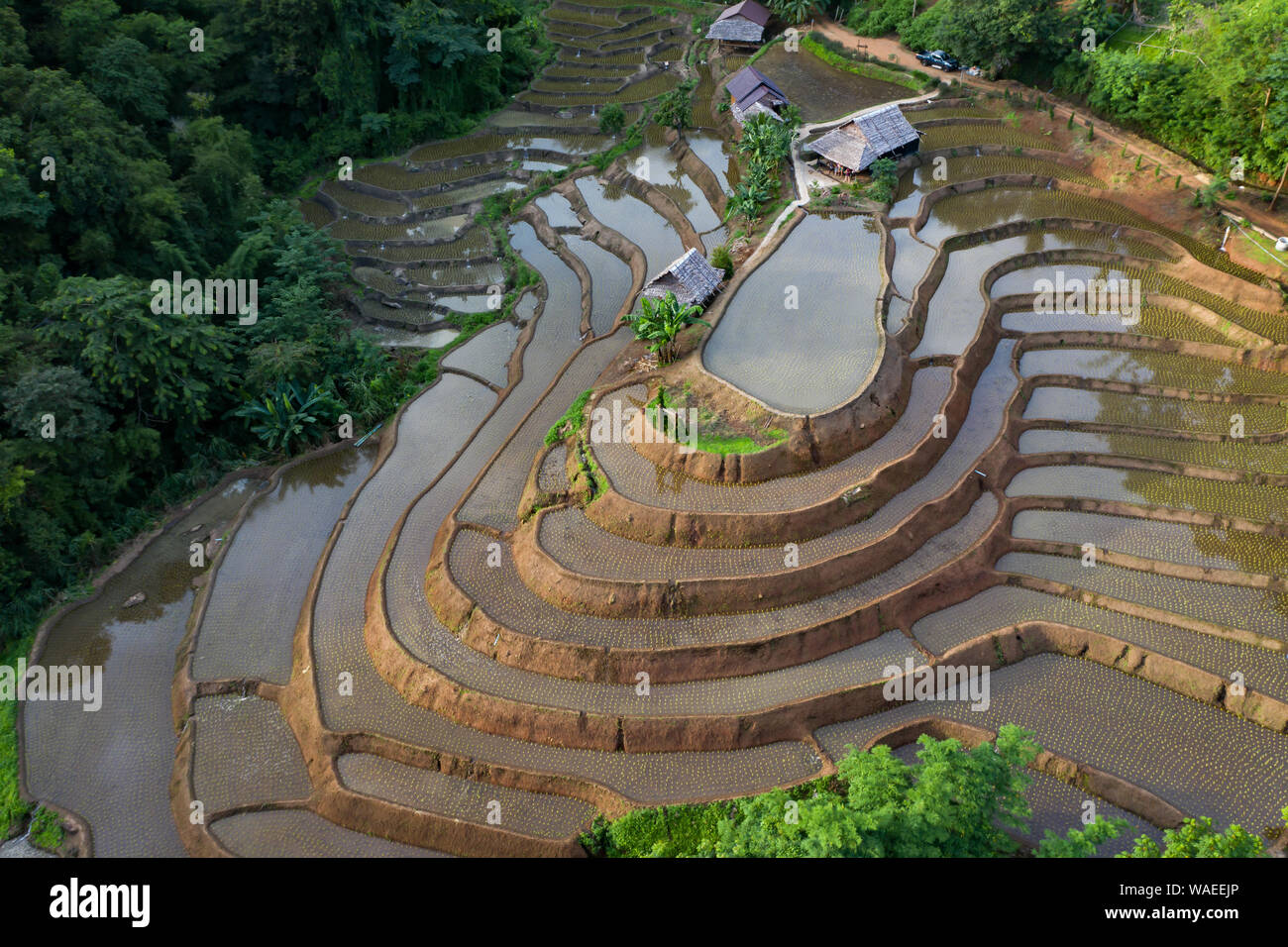 Aerial drone view of terraced rice fields in Thailand Stock Photo - Alamy