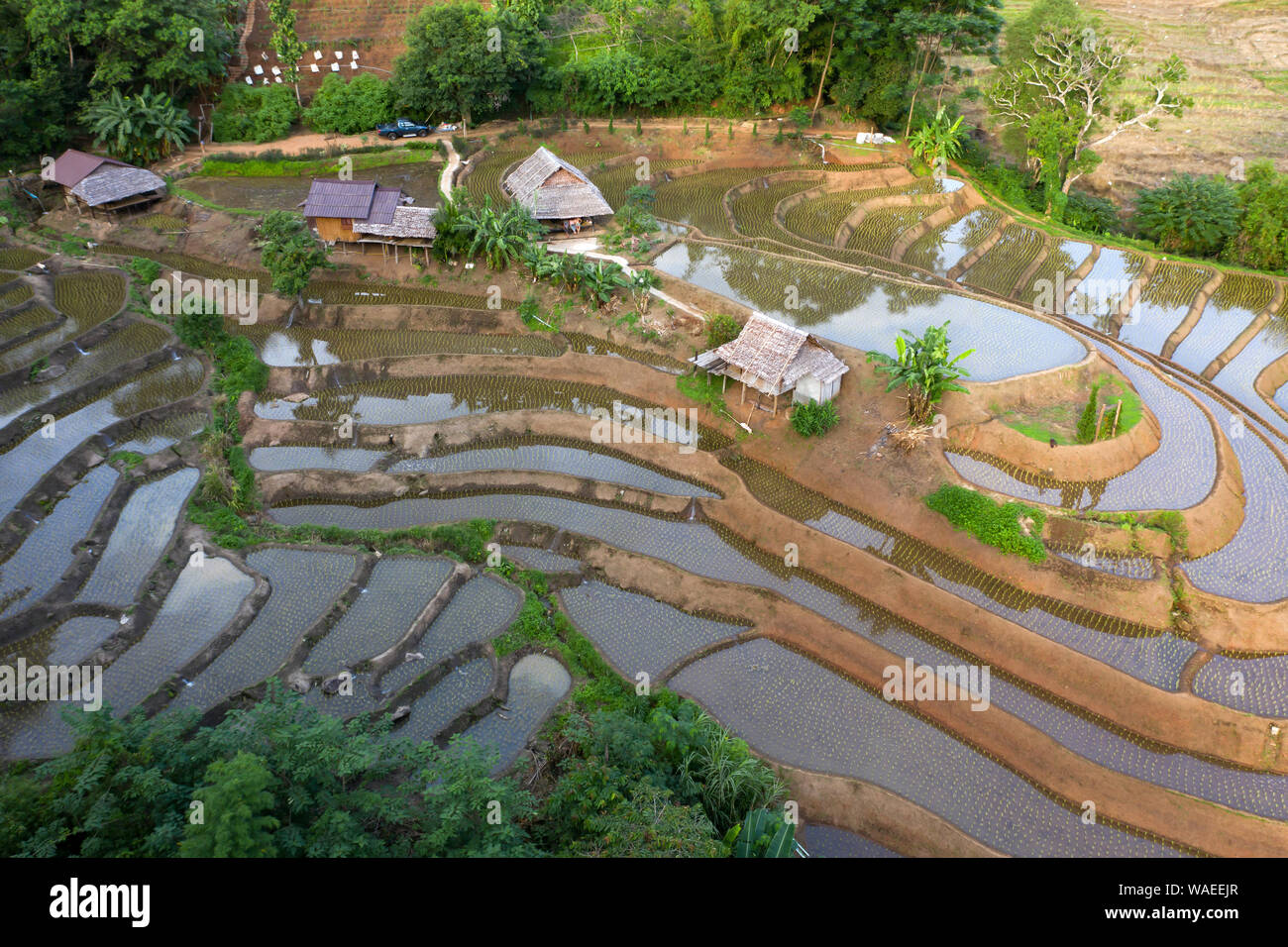 Aerial drone view of terraced rice fields in Thailand Stock Photo - Alamy