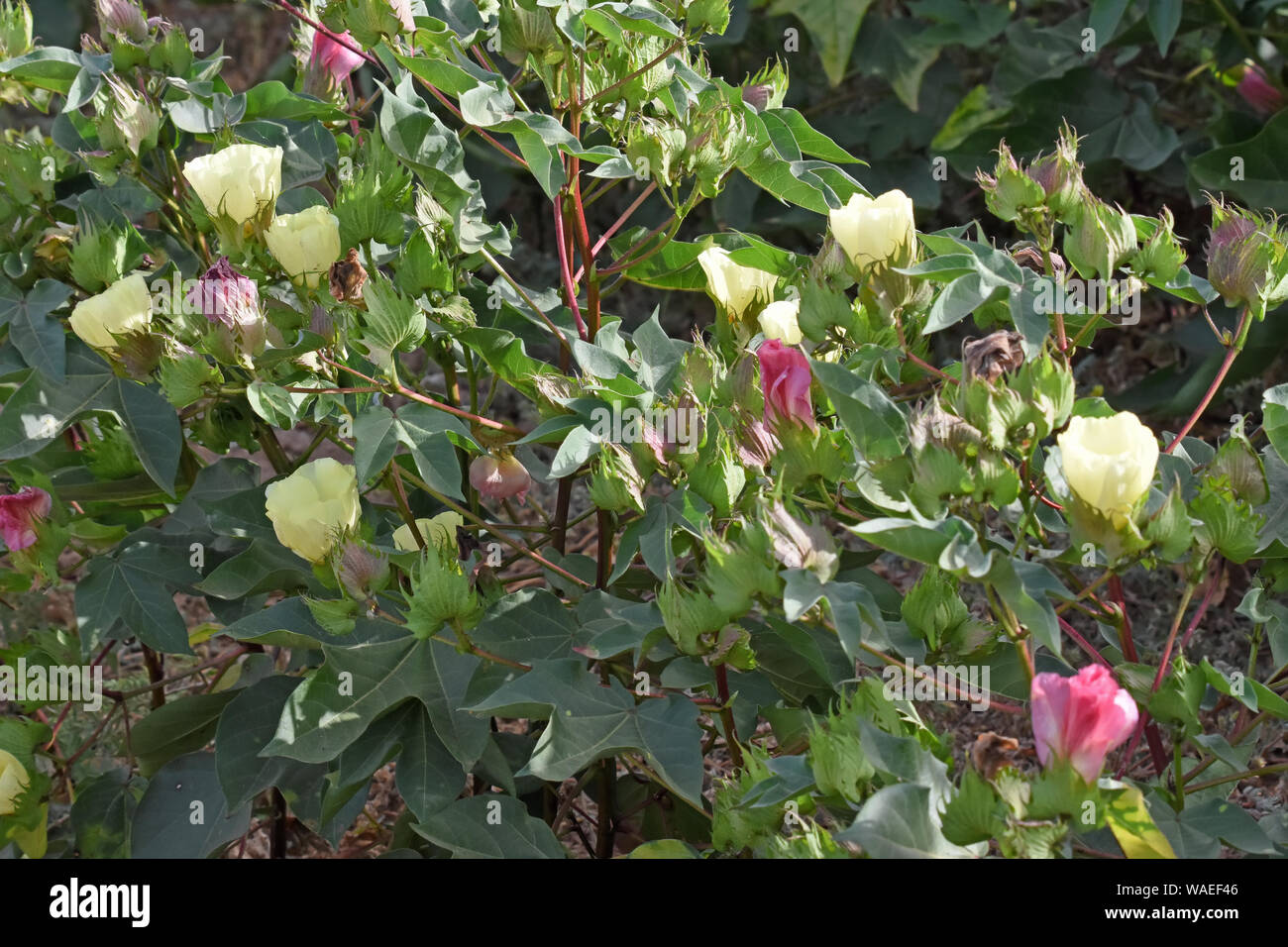 Cotton plant flowers Stock Photo