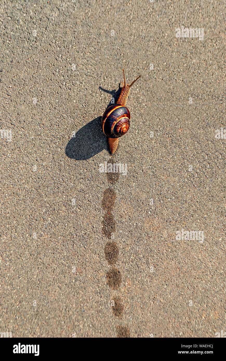 Slimy trail hires stock photography and images Alamy