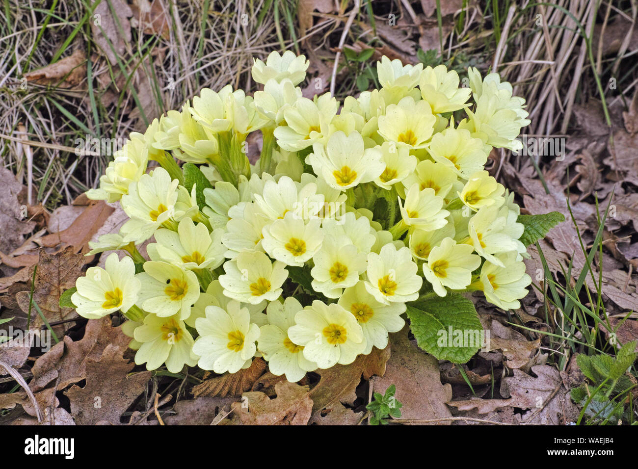 plant of primrose in full blooming Stock Photo