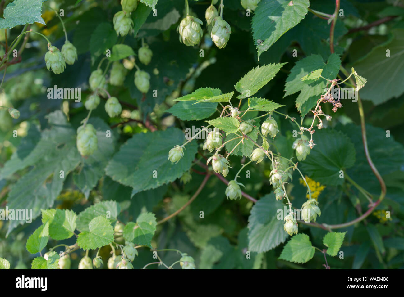 Humulus lupulus common hop, hops female cones on twig Stock Photo - Alamy