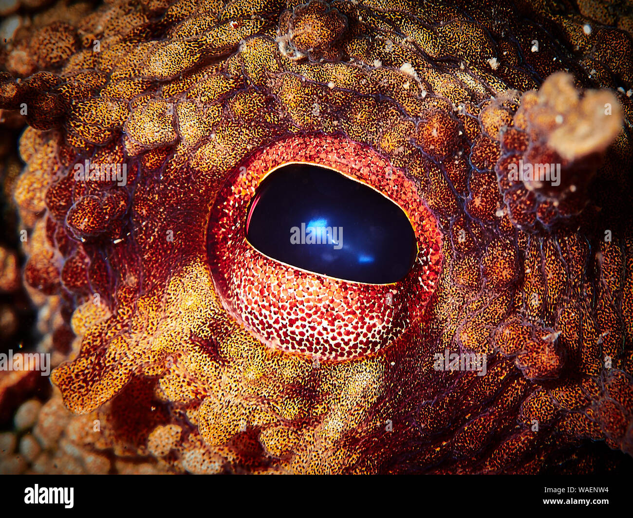 Close up photo of an octopus eye Stock Photo