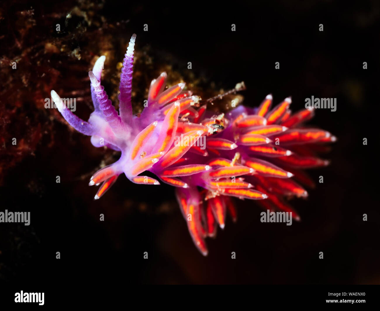 Small colorful flabellina on a black background Stock Photo