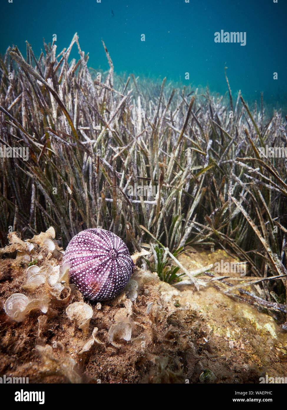 Seabed with an urchin shell Stock Photo