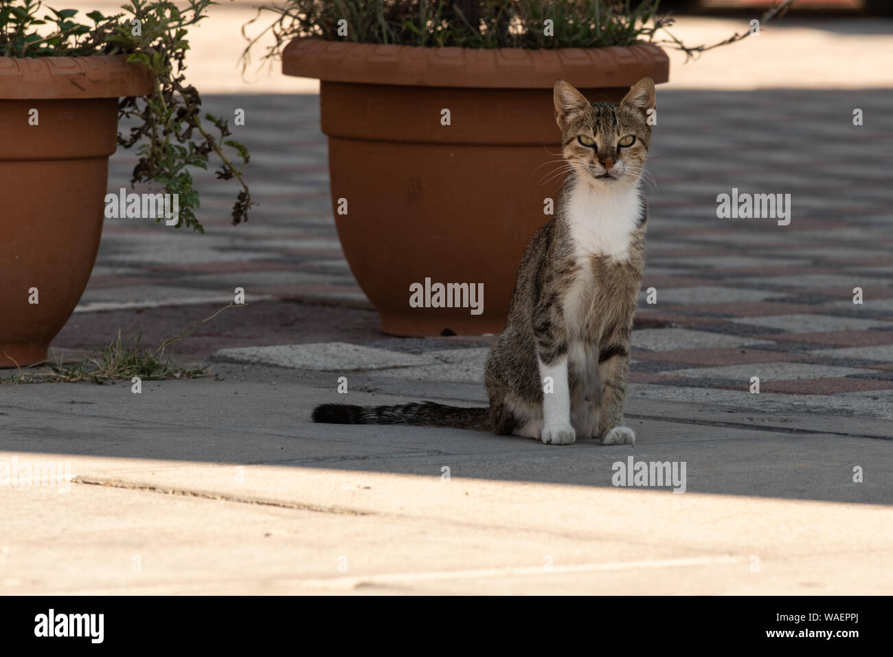 Abandoned Homeless Stray Cat Sitting At In The Old Town Of Foca Called Eski Foca Eski Means Old Foca Is Located In The Izmir Province In Turkey S Stock Photo Alamy