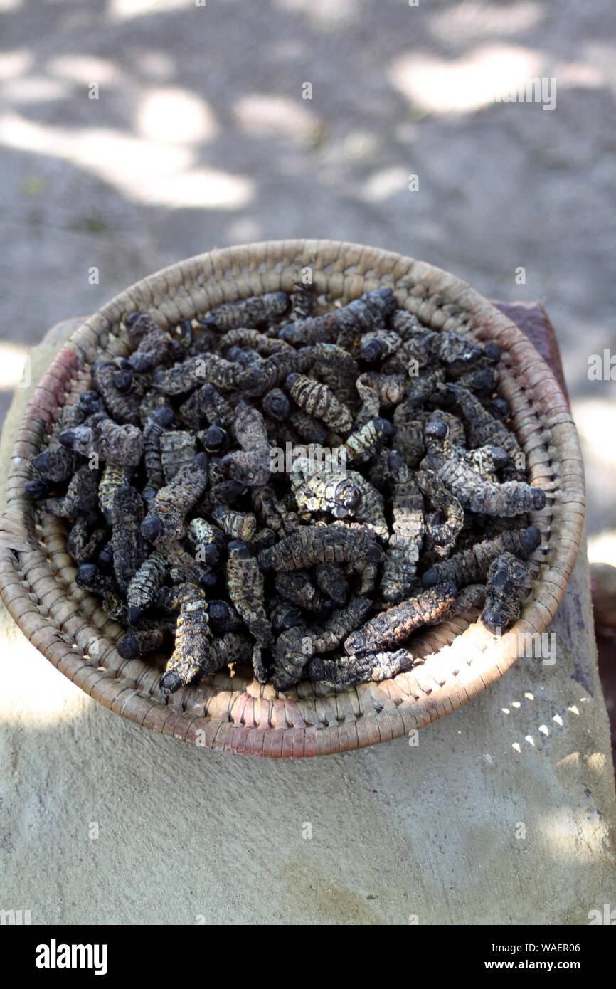 Mopane worm caterpillars hi-res stock photography and images - Alamy